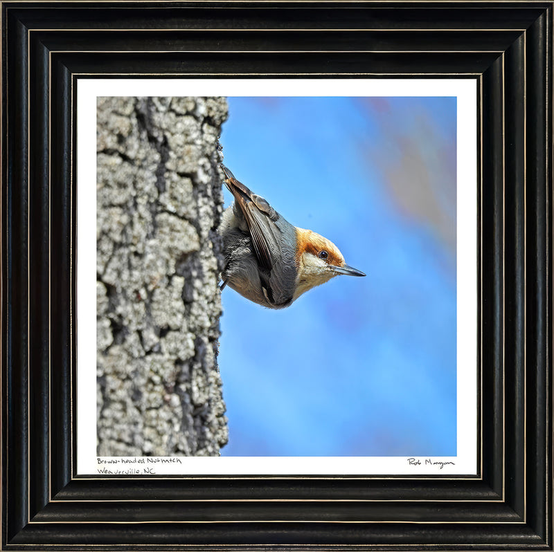 Brown-headed Nuthatch