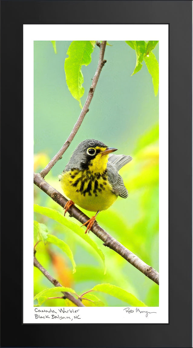 Canada Warbler