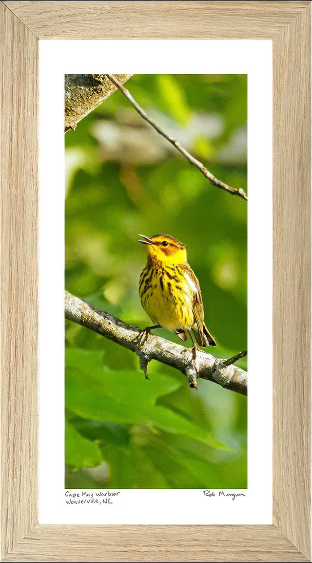 Cape May Warbler