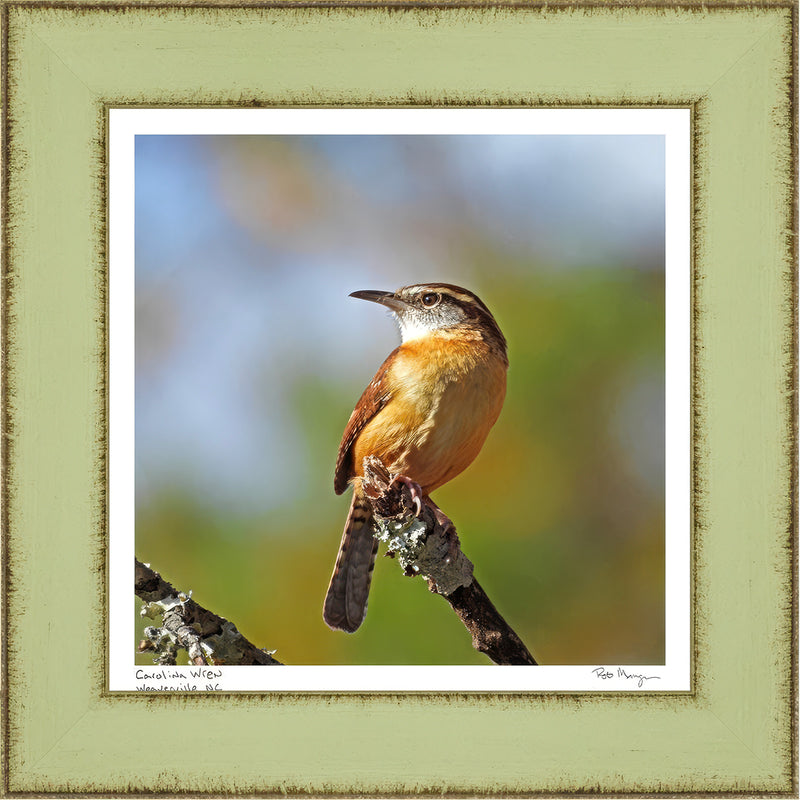 Carolina Wren