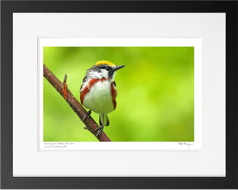 Chestnut-sided Warbler