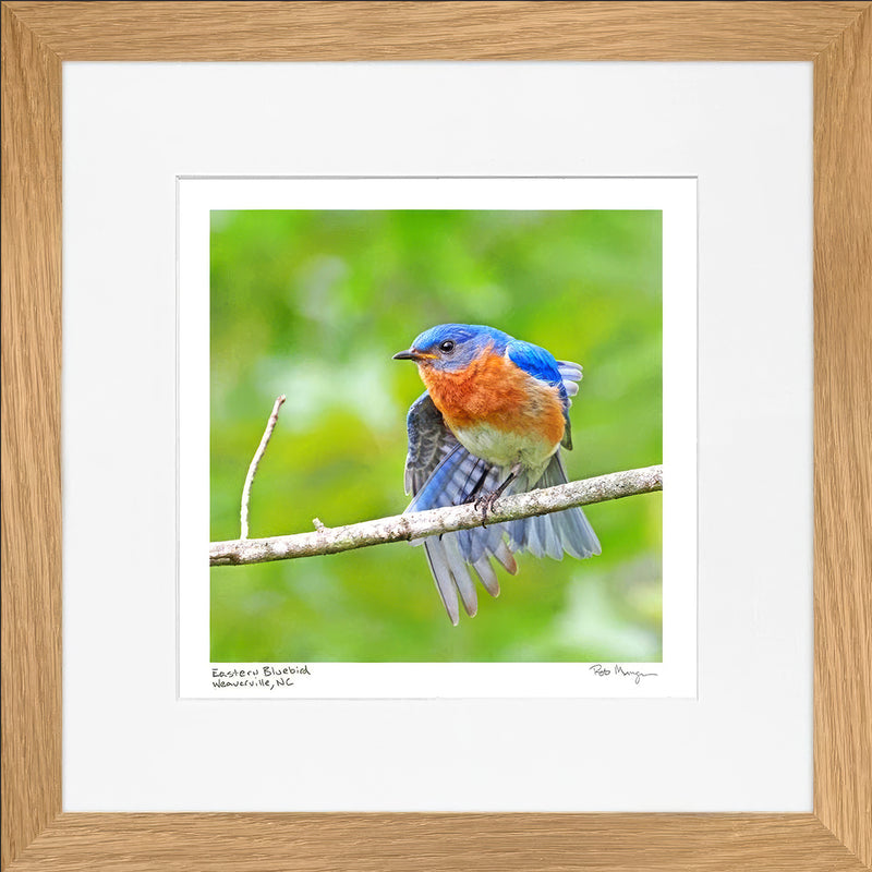 Eastern Bluebird