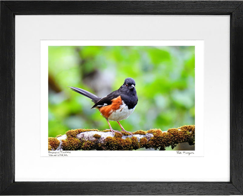 Eastern Towhee