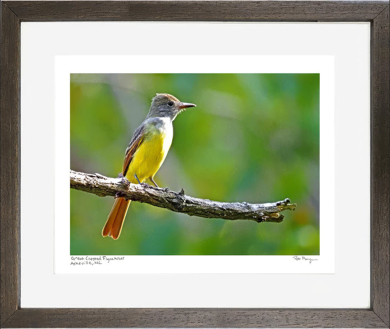 Great-crested Flycatcher