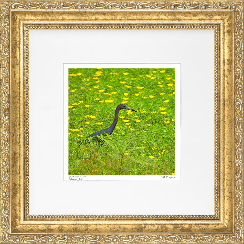 Little Blue Heron