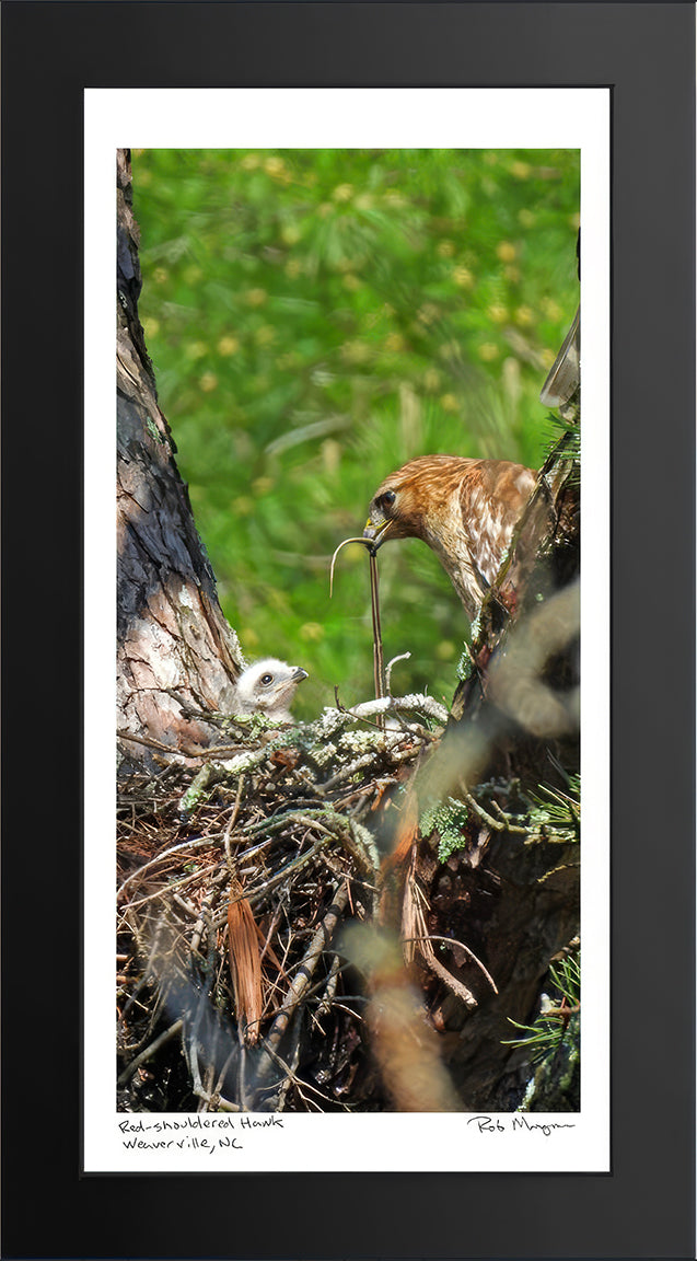 Red-shouldered Hawk