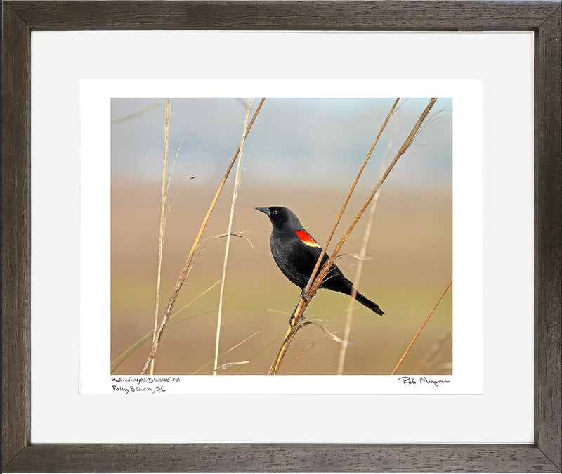 Red-winged Blackbird