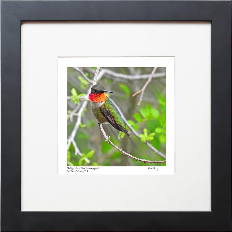 Ruby-throated Hummingbird