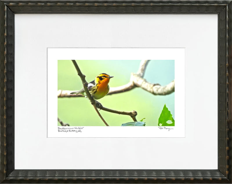 Blackburnian Warbler