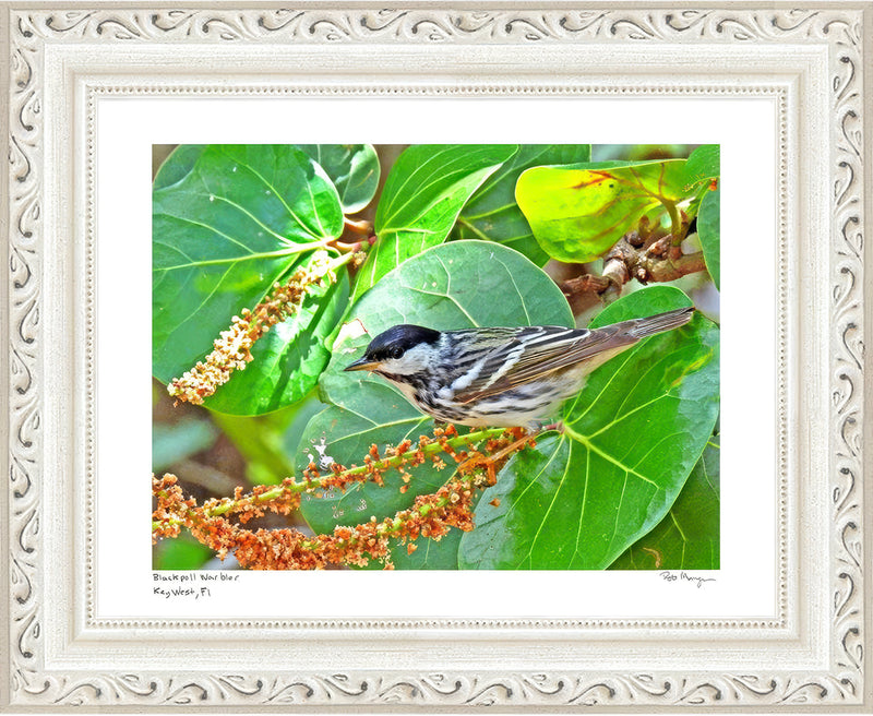 Blackpoll Warbler