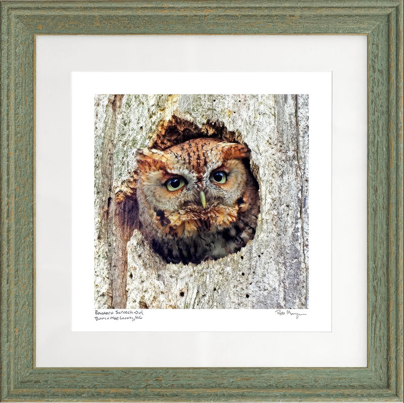 Eastern Screech Owl