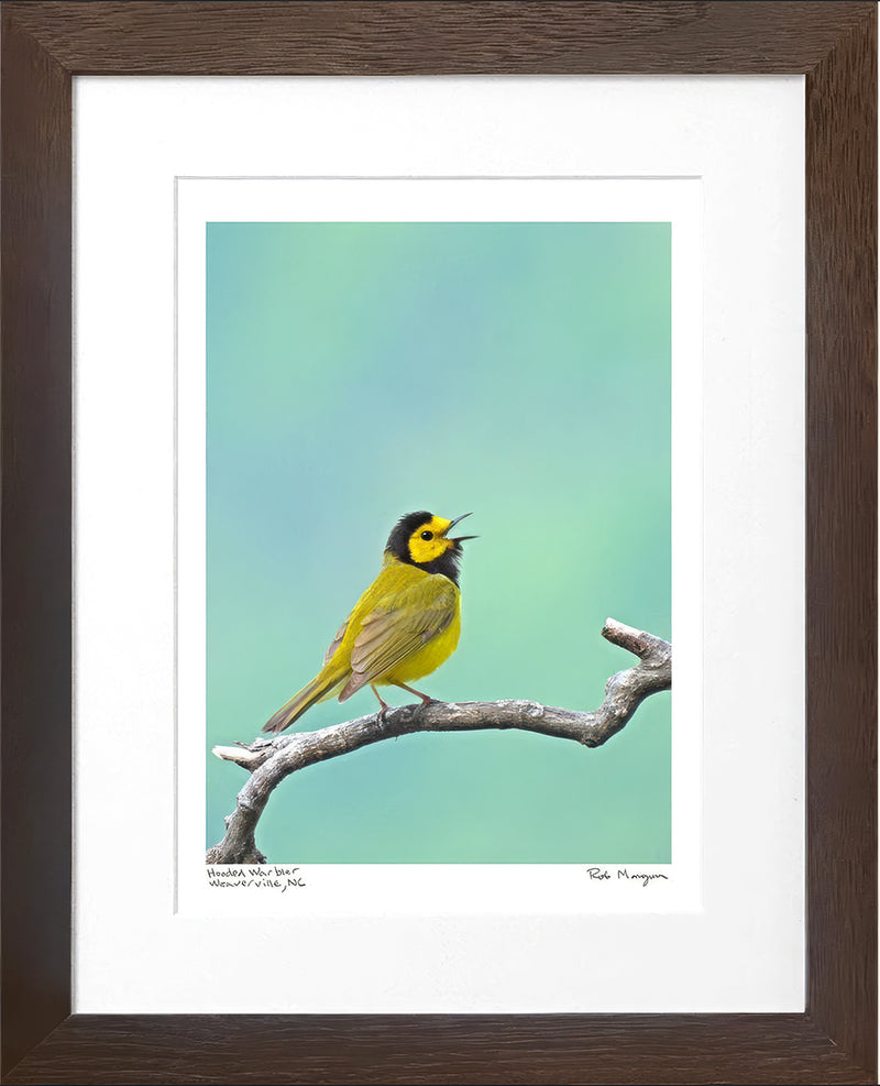 Hooded Warbler