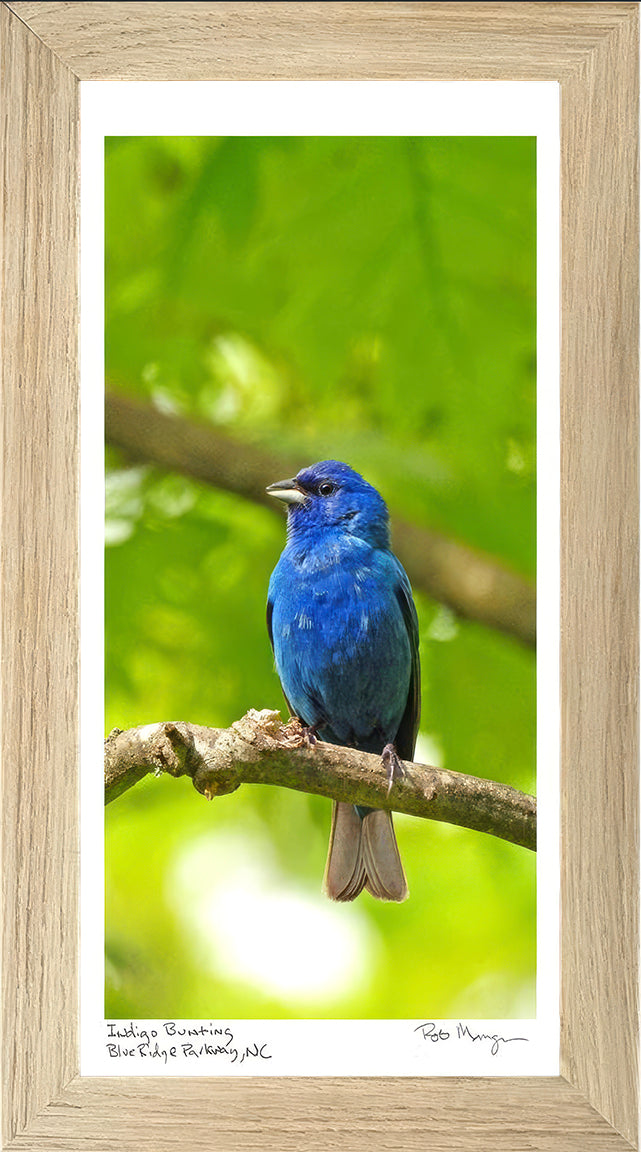 Indigo Bunting