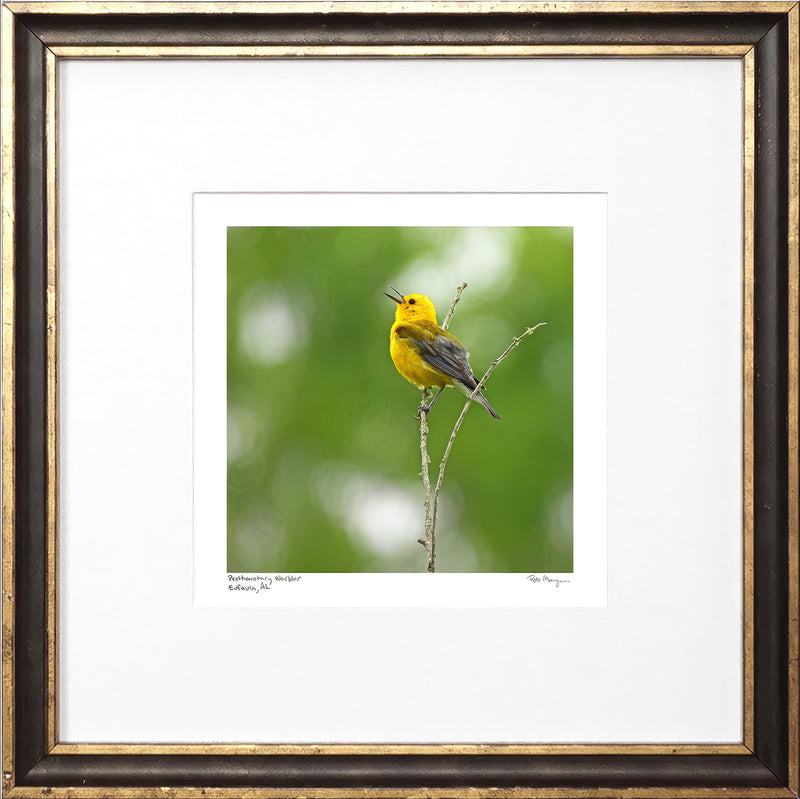 Prothonotary Warbler