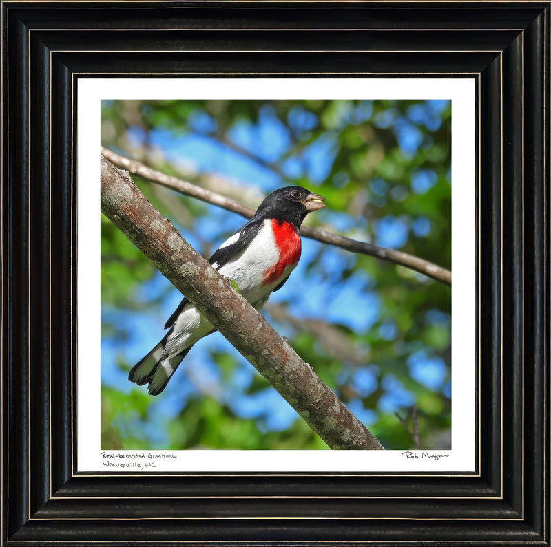 Rose-breasted Grosbeak