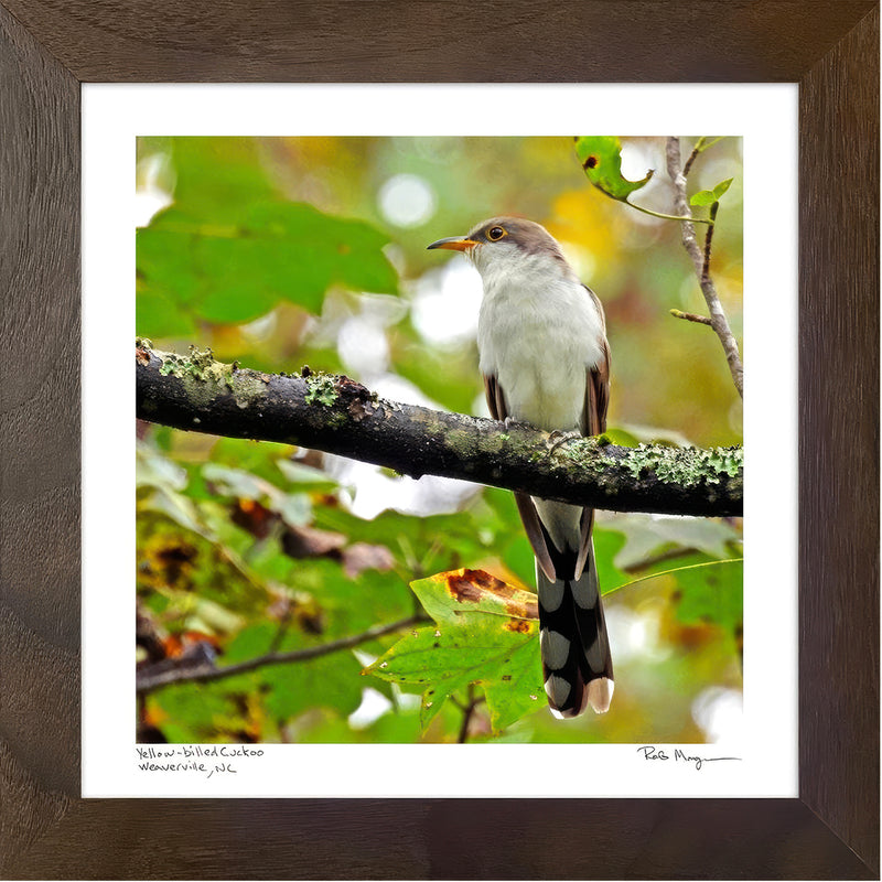 Yellow-billed Cuckoo